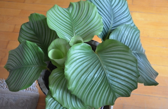 植物葉子變小處理 植物葉子變小處理