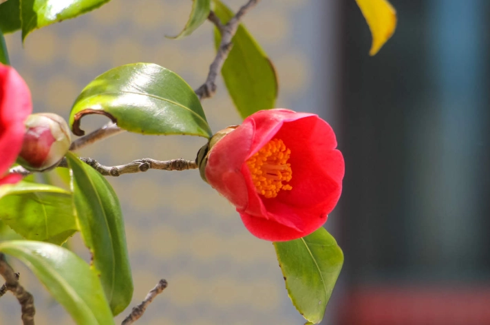 茶花摘心方法 茶花摘心方法