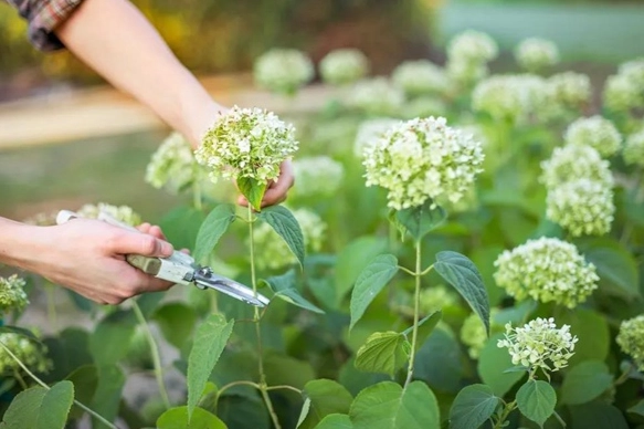 绣球花护理技巧 绣球花护理技巧