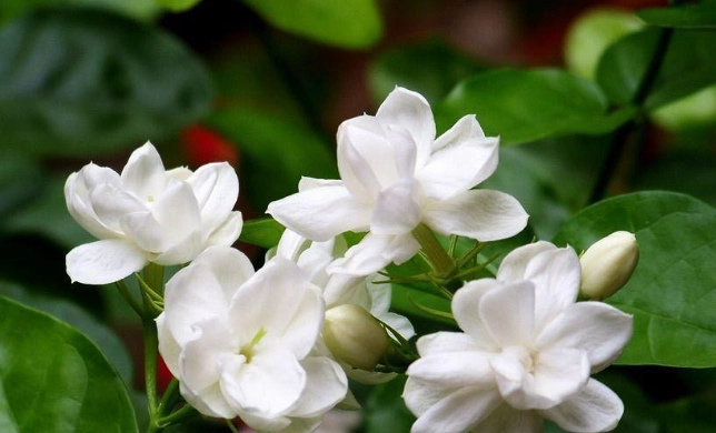 茉莉花种植技巧