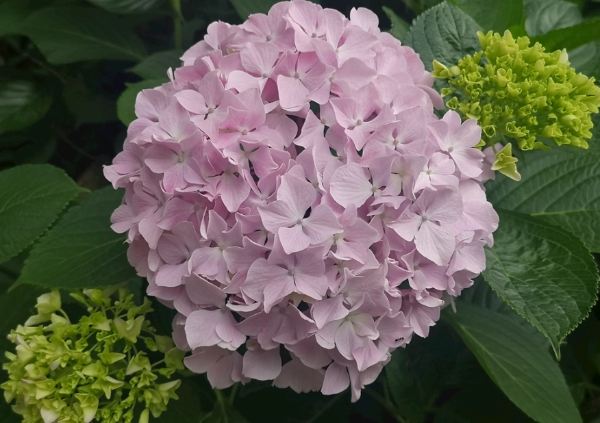 绣球花养护