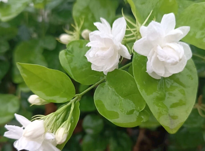 茉莉花照顧指南