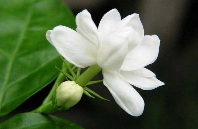 茉莉花種植技巧 茉莉花種植技巧
