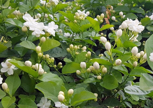 茉莉花照顧方法 茉莉花照顧方法