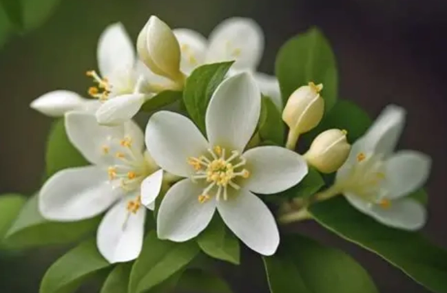 門口種茉莉花