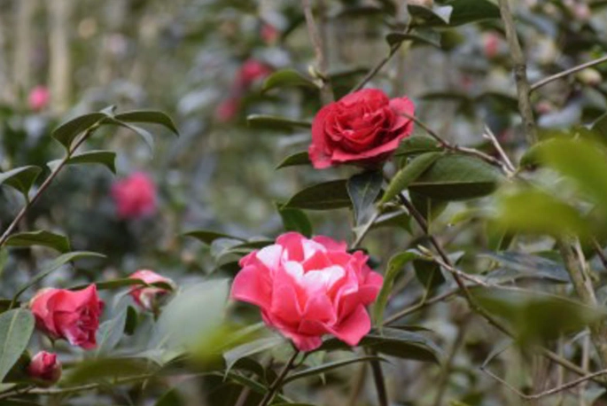 茶花栽培技巧