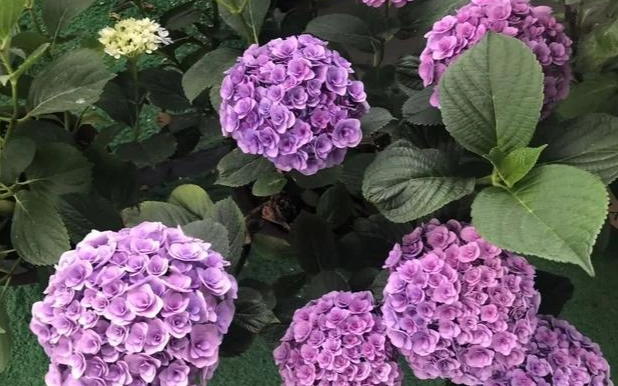 綉球花照顾