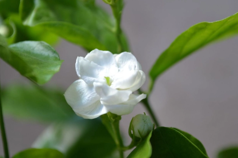 茉莉花照顧方法 茉莉花照顧方法
