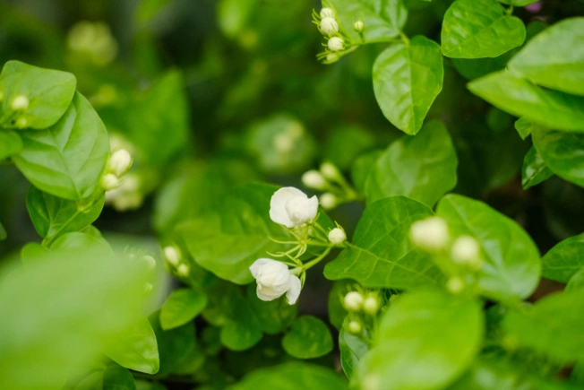 茉莉花栽种方法
