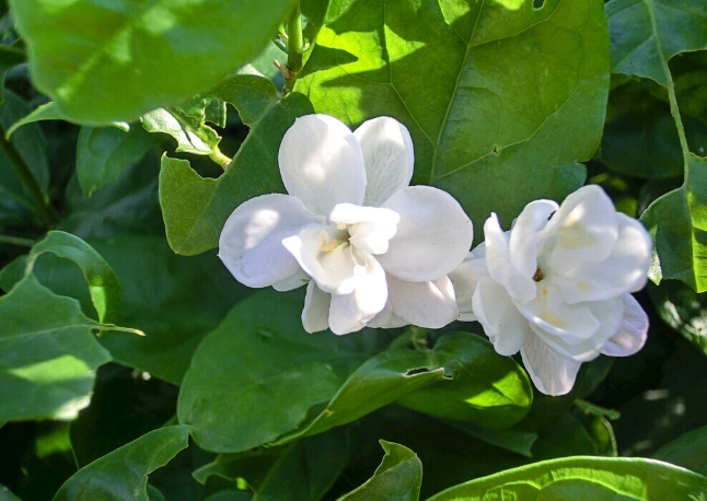 茉莉花照顧方法 茉莉花照顧方法