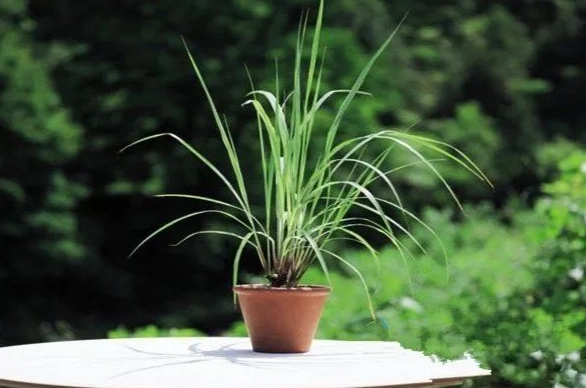 居家防蟲植物