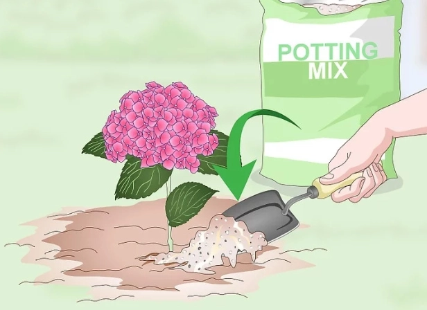 繡球花照顧 繡球花照顧