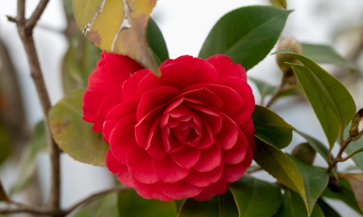 室內茶花養護 室內茶花養護