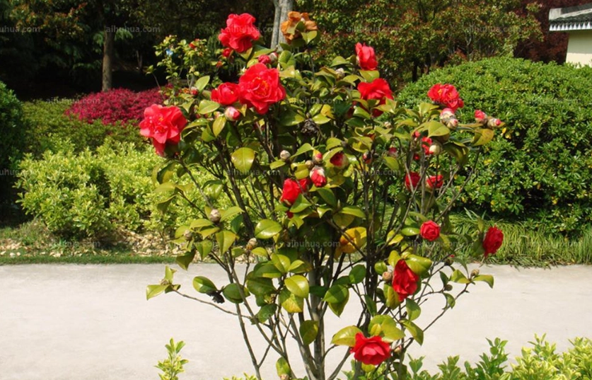 室內茶花養護 室內茶花養護