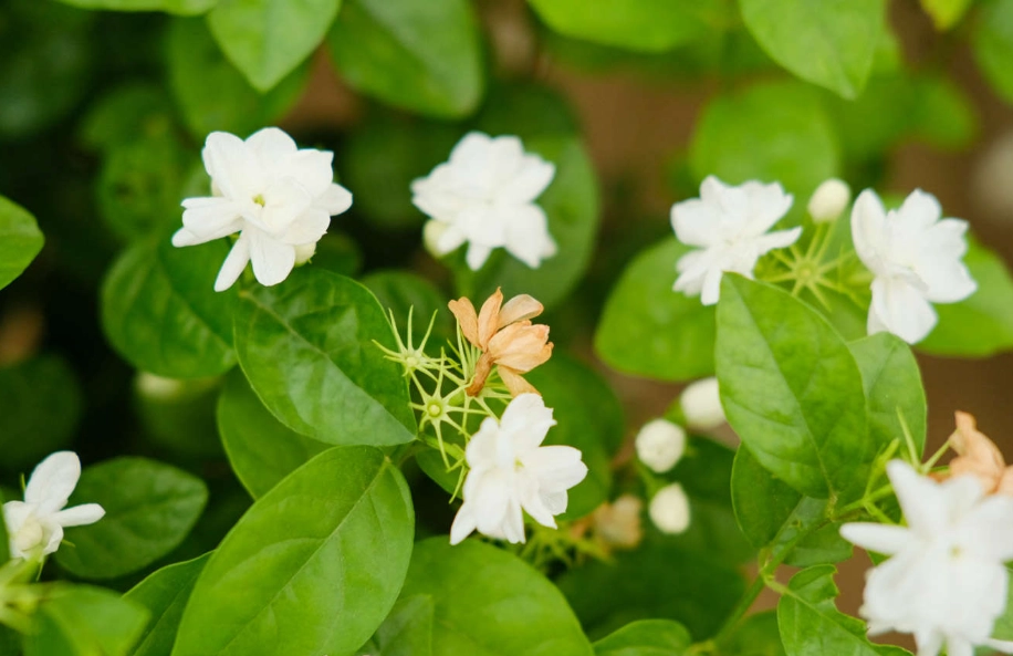 香水茉莉花護理 香水茉莉花護理