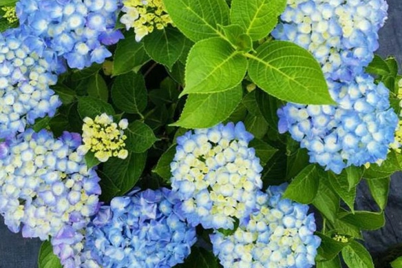 繡球花栽培技巧 繡球花栽培技巧