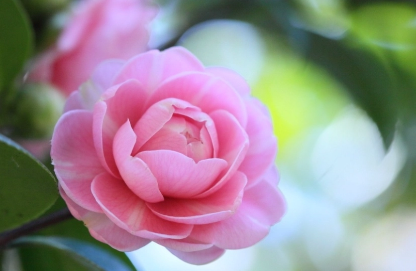 茶花施肥方法 茶花施肥方法