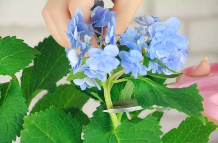 绣球花叶子修剪 绣球花叶子修剪