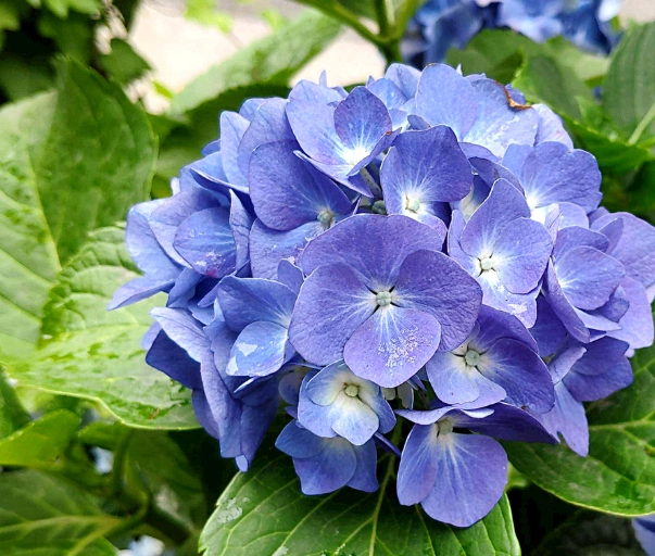绣球花不开花原因