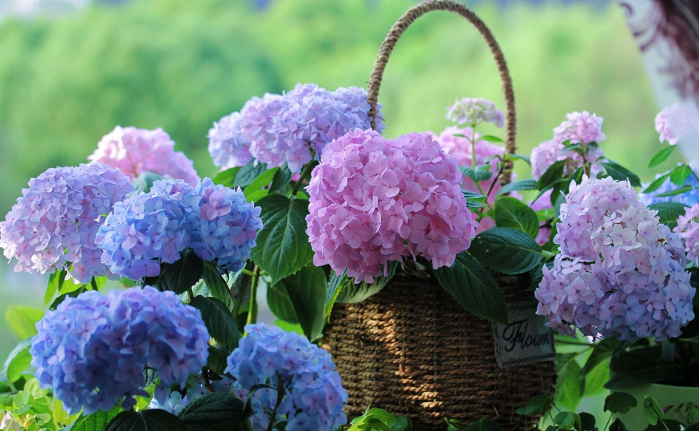 绣球花养护