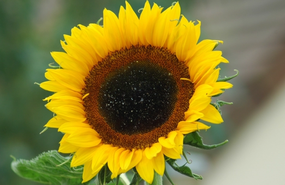 向日葵發芽時間 向日葵發芽時間