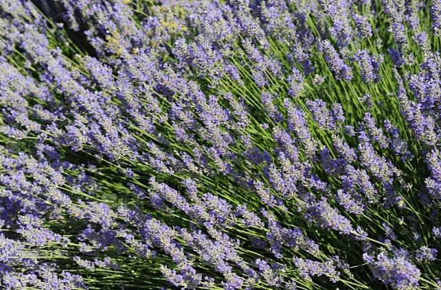 薰衣草养护技巧 薰衣草养护技巧