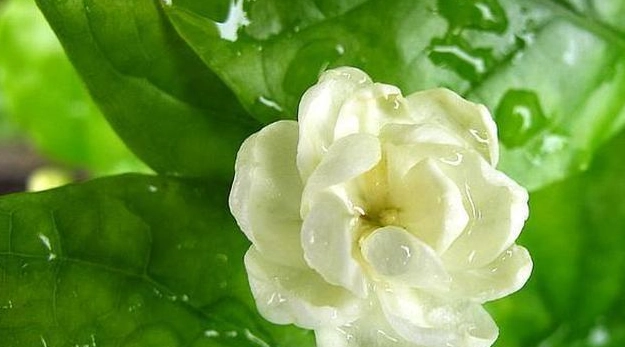 茉莉花室內種植 茉莉花室內種植