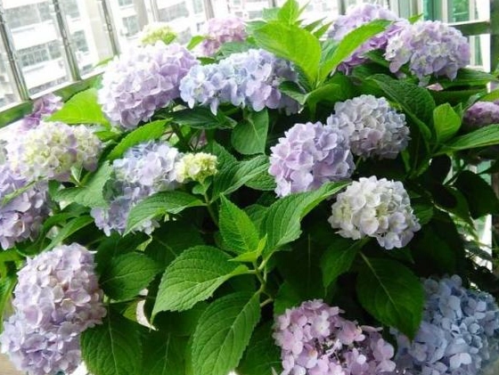 绣球花叶子修剪 绣球花叶子修剪