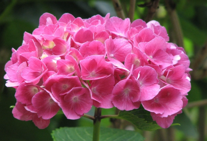 绣球花修剪