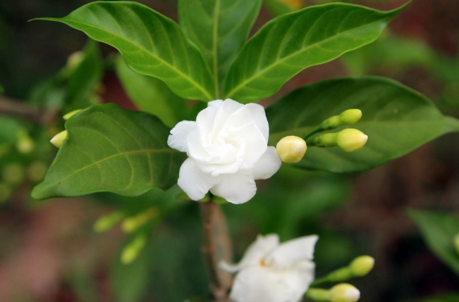 茉莉花種植 茉莉花種植