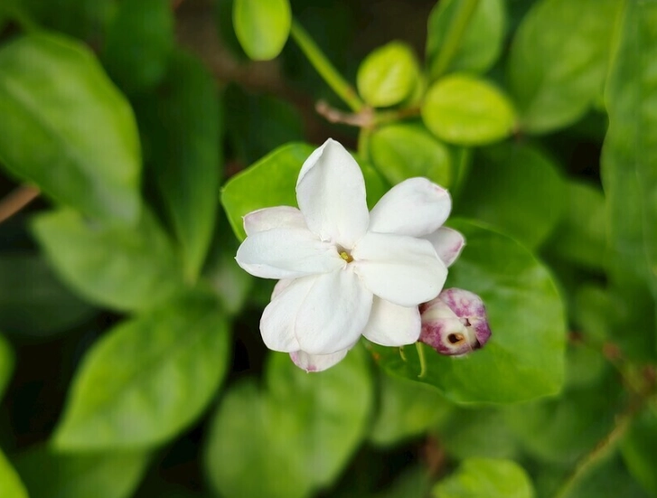 茉莉花栽培技巧 茉莉花栽培技巧