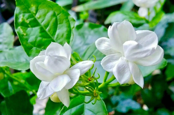 茉莉花種植土