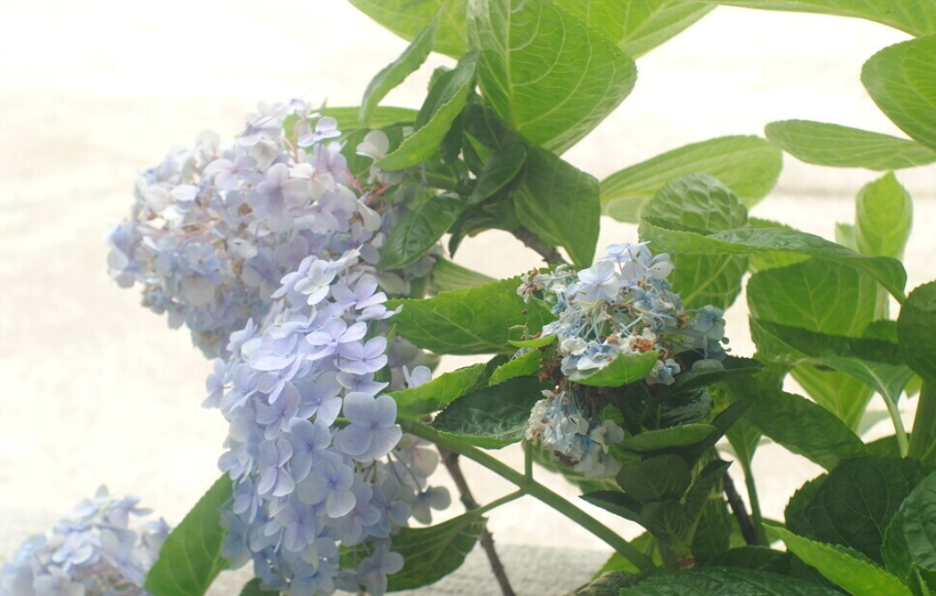 繡球花毒性 繡球花毒性