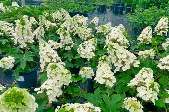 綉球花开花时间