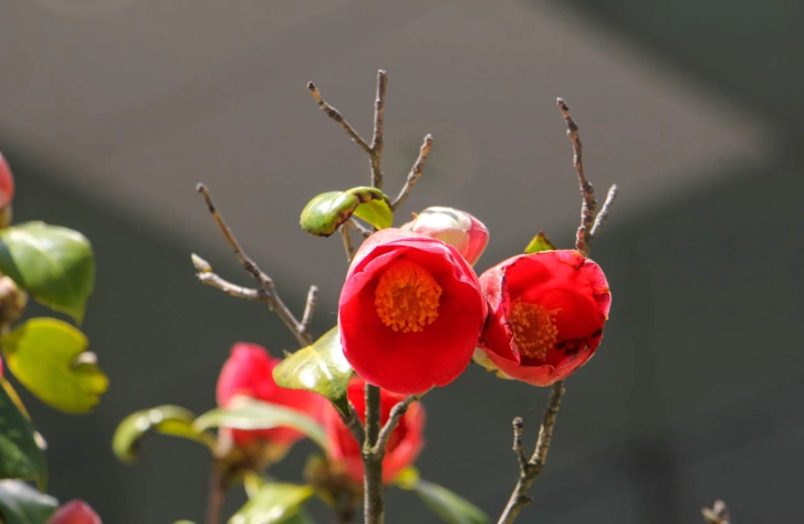 茶花栽培技巧