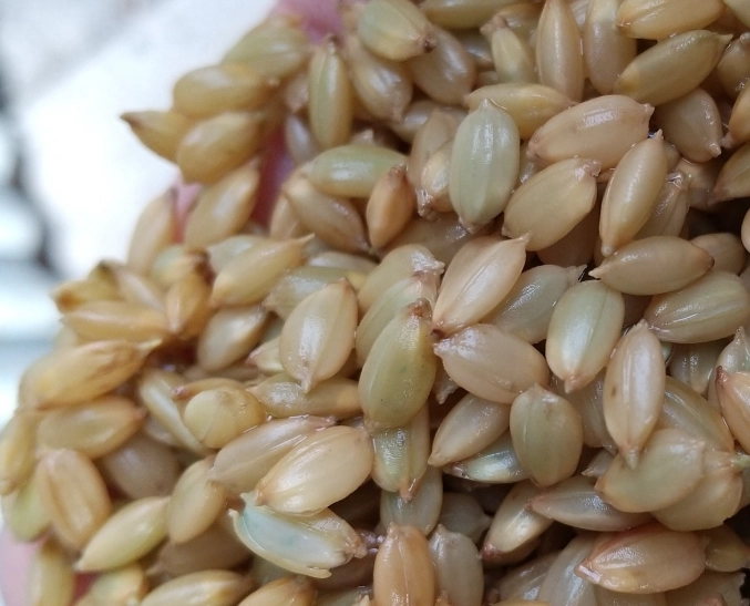 種子發芽技巧