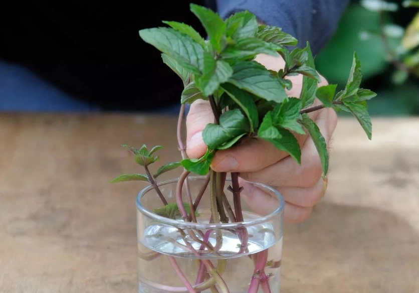 薄荷種植方法