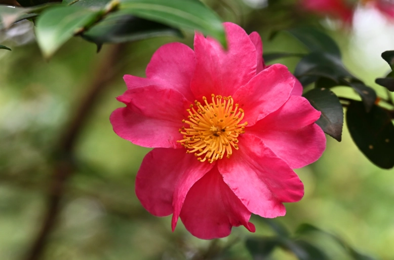 室內茶花養護 室內茶花養護