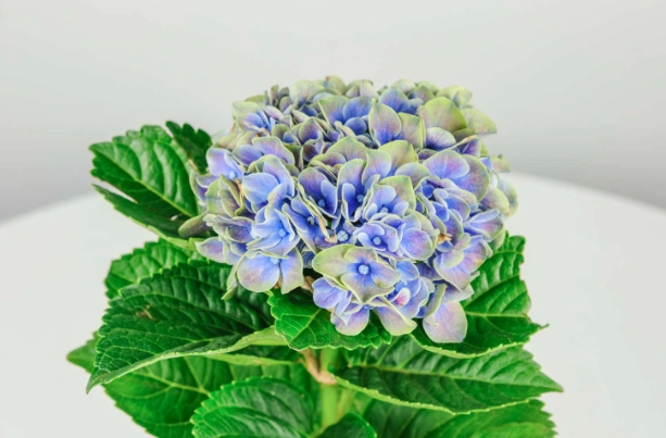 繡球花照顧 繡球花照顧