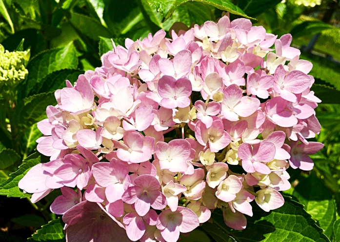 繡球花病虫害
