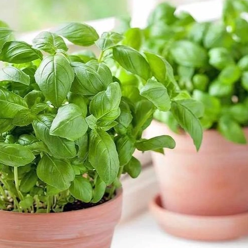 居家防蟲植物