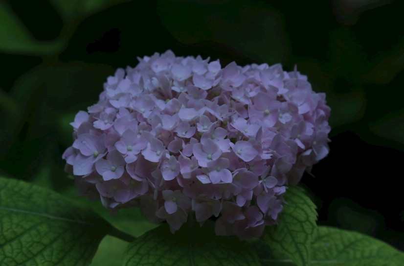 繡球花中毒處理 繡球花中毒處理
