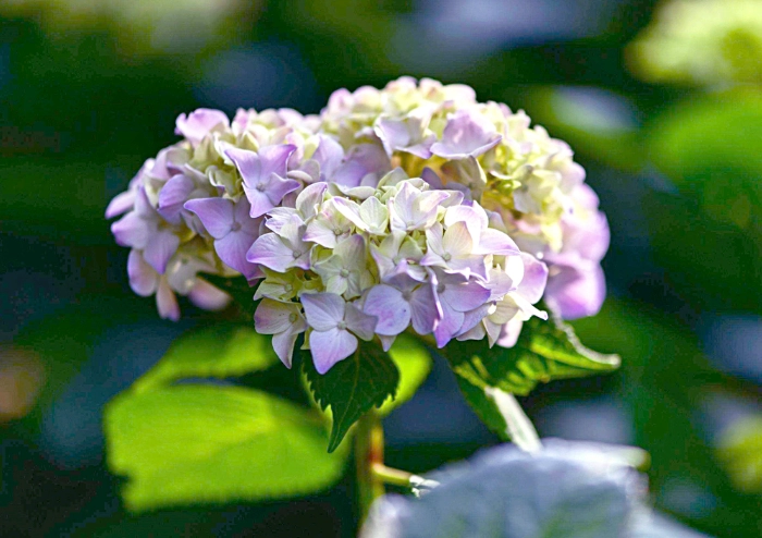繡球花病虫害