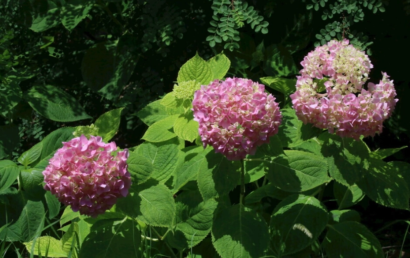 繡球花花期
