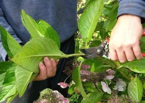 绣球花修叶方法 绣球花修叶方法
