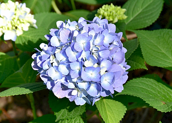 绣球花开花技巧