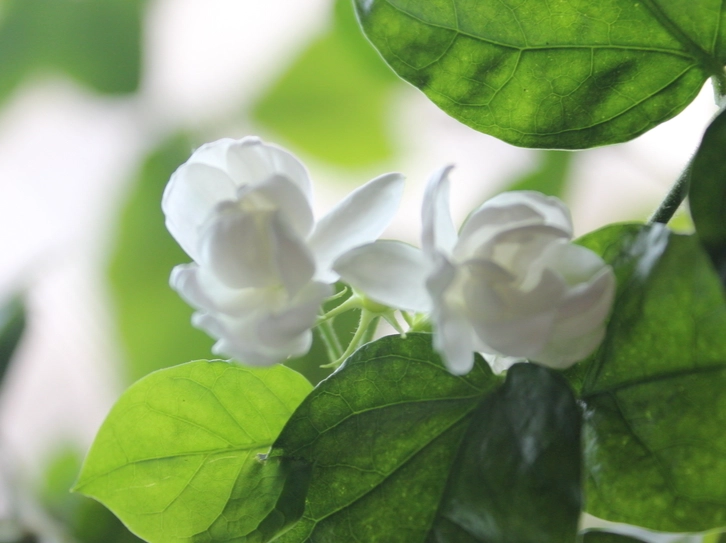 茉莉花照顧方法 茉莉花照顧方法