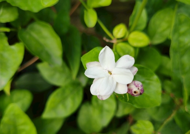 茉莉花栽种方法