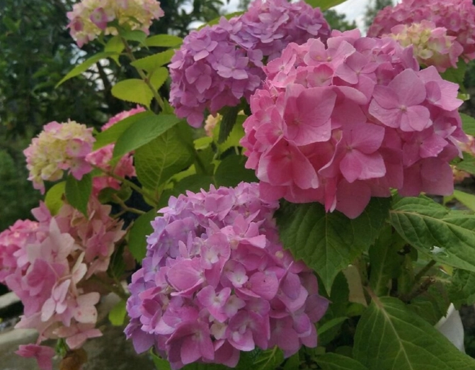 绣球花不开花原因