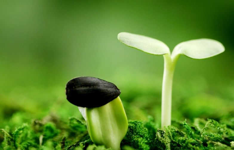 種子催芽方法